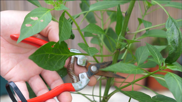 想要辣椒挂满枝头,修剪至关重要