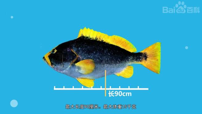 原来黄鳍石斑鱼长这样