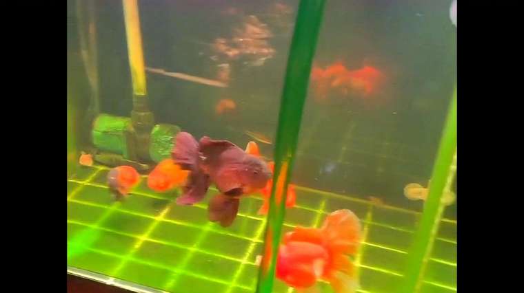金鱼消化不良的症状 百度 金鱼消化不良的症状 百度