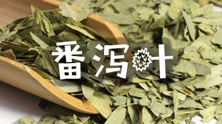 番泻叶这味中药,泡水喝消肿消炎助排便,禁忌也要知道