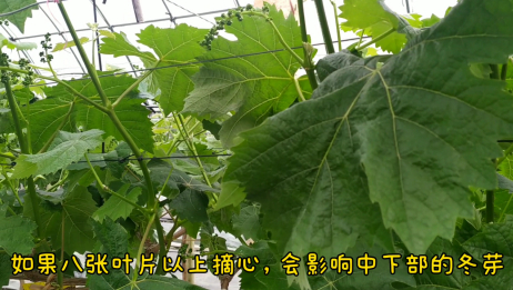 葡萄花芽分化的两个阶段分别是什么 爱言情