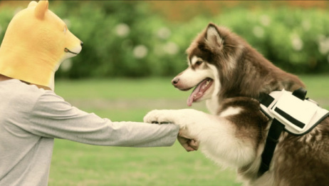 阿拉斯加犬的体力能比得上几个成年人 爱言情