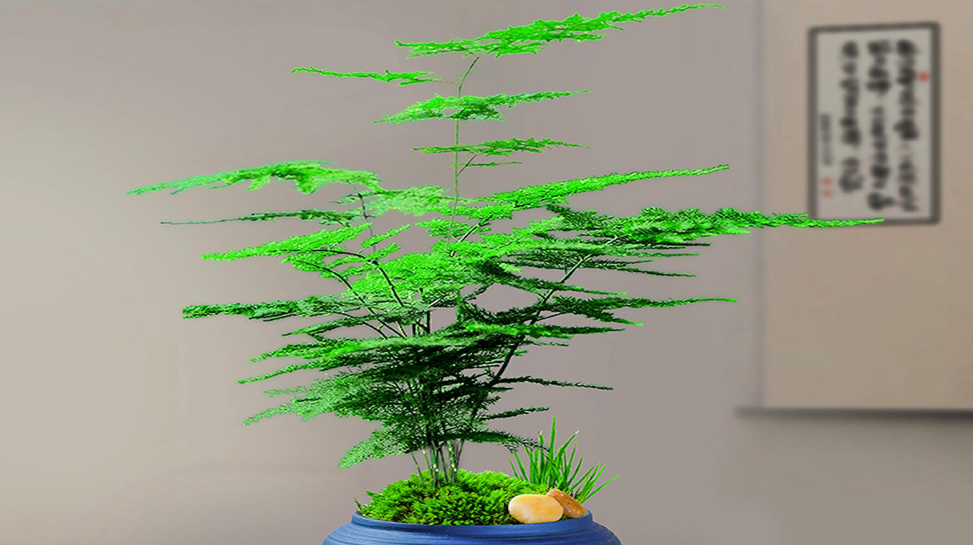 文竹的养殖方法和注意事项