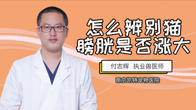猫膀胱位置怎么摸- 百度