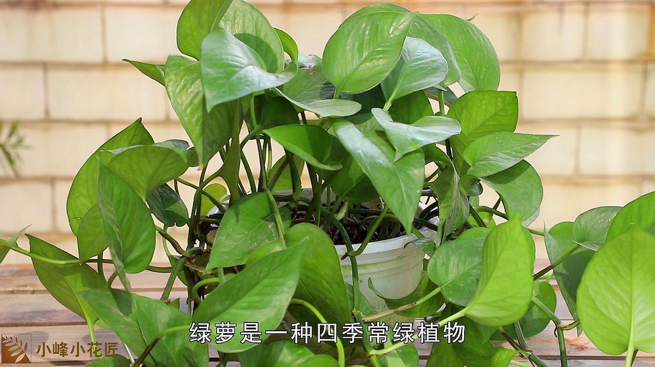 绿萝的养殖方法和注意事项
