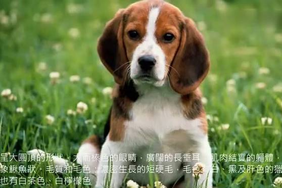 宠物狗排行榜 百度