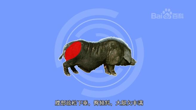 原来虹桥猪长这样