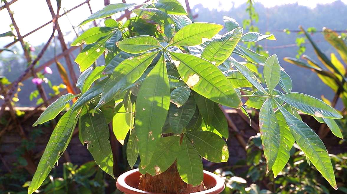2种殖发财树需要注意这个细节:摆放位置不当会出现黄叶子!