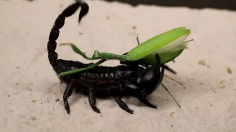 毒蝎子:会螳螂拳的螳螂惹不起
