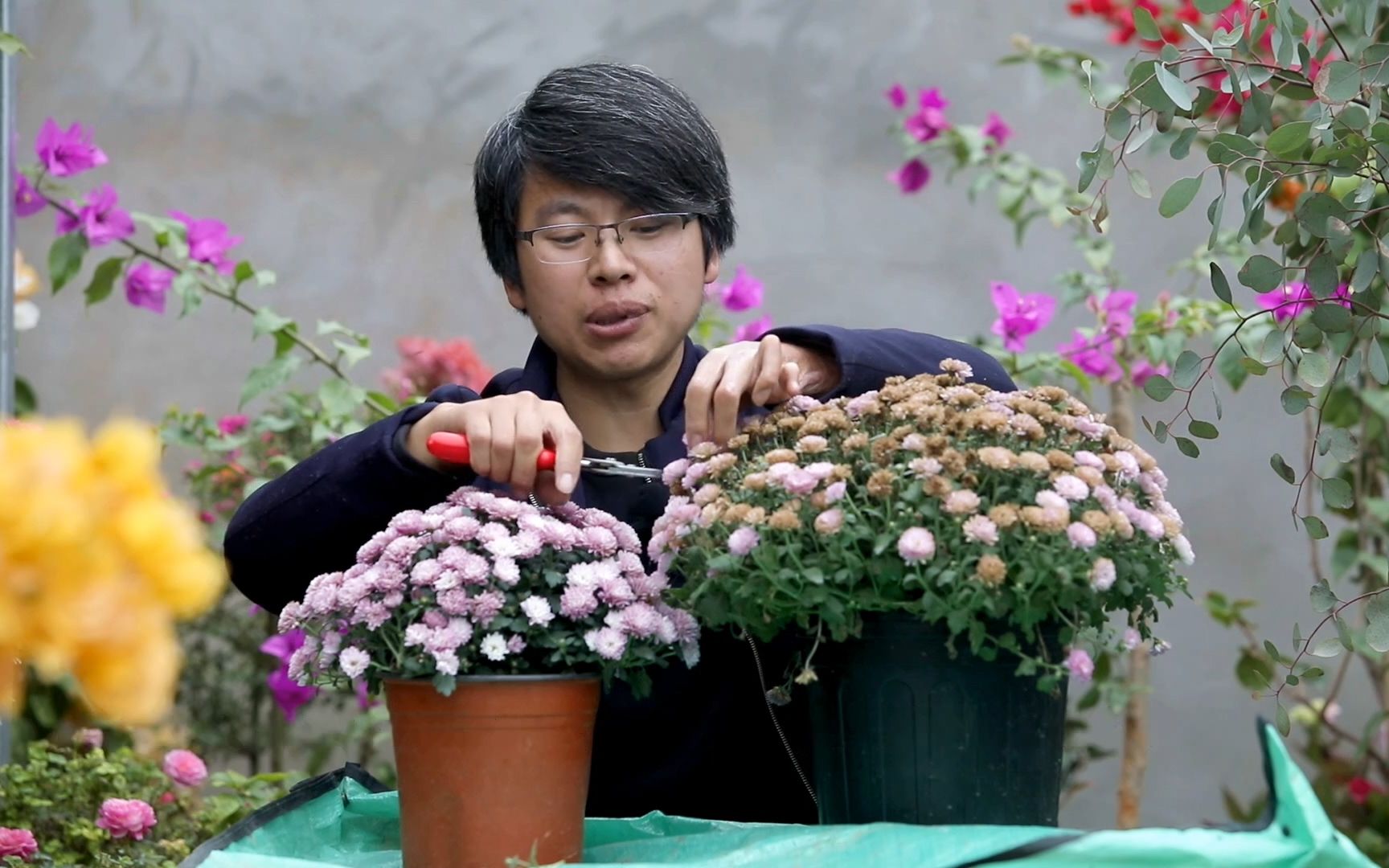 球菊开完花如何修剪,把握1个原则,做好2件事,明年开成大花球