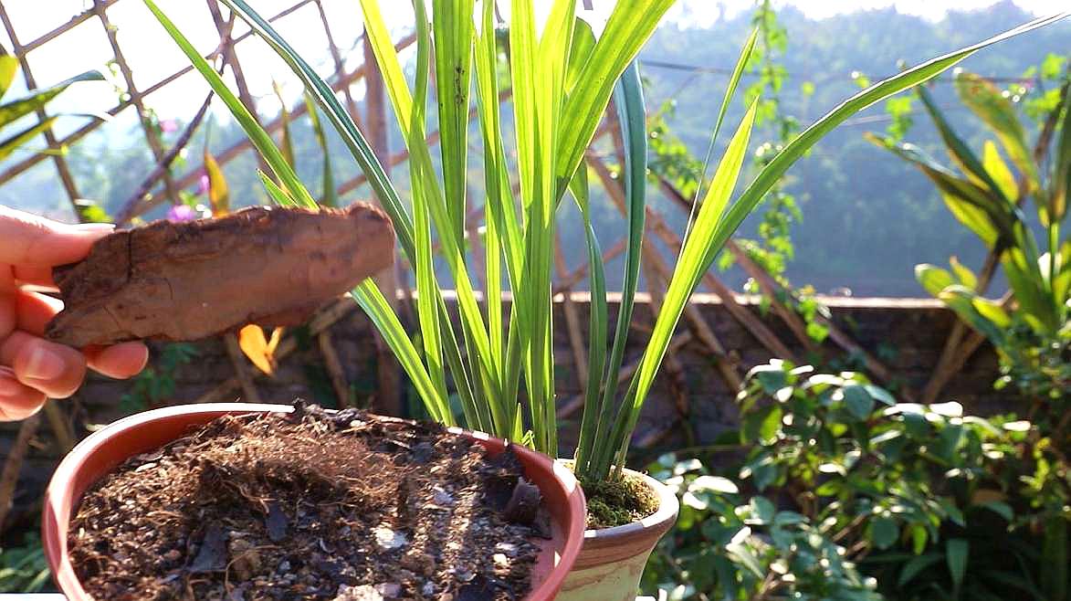 养兰花不要过分依赖植料,学会营造环境是正道