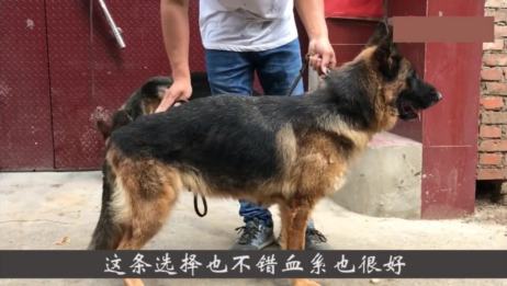 这弓背德牧可以 不过他不是平背啊 爱言情