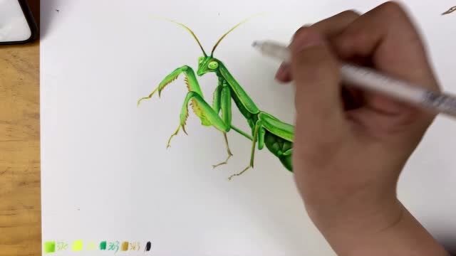 彩铅昆虫的画法教程 彩铅画一只绿色的螳螂示范绘画全过程