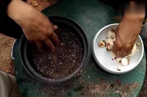水仙土培来年能再生吗 百度 水仙土培来年能再生吗 百度