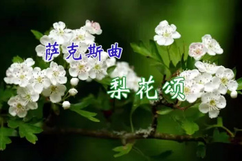 萨克斯梨花颂伴奏降b调 百度视频搜索