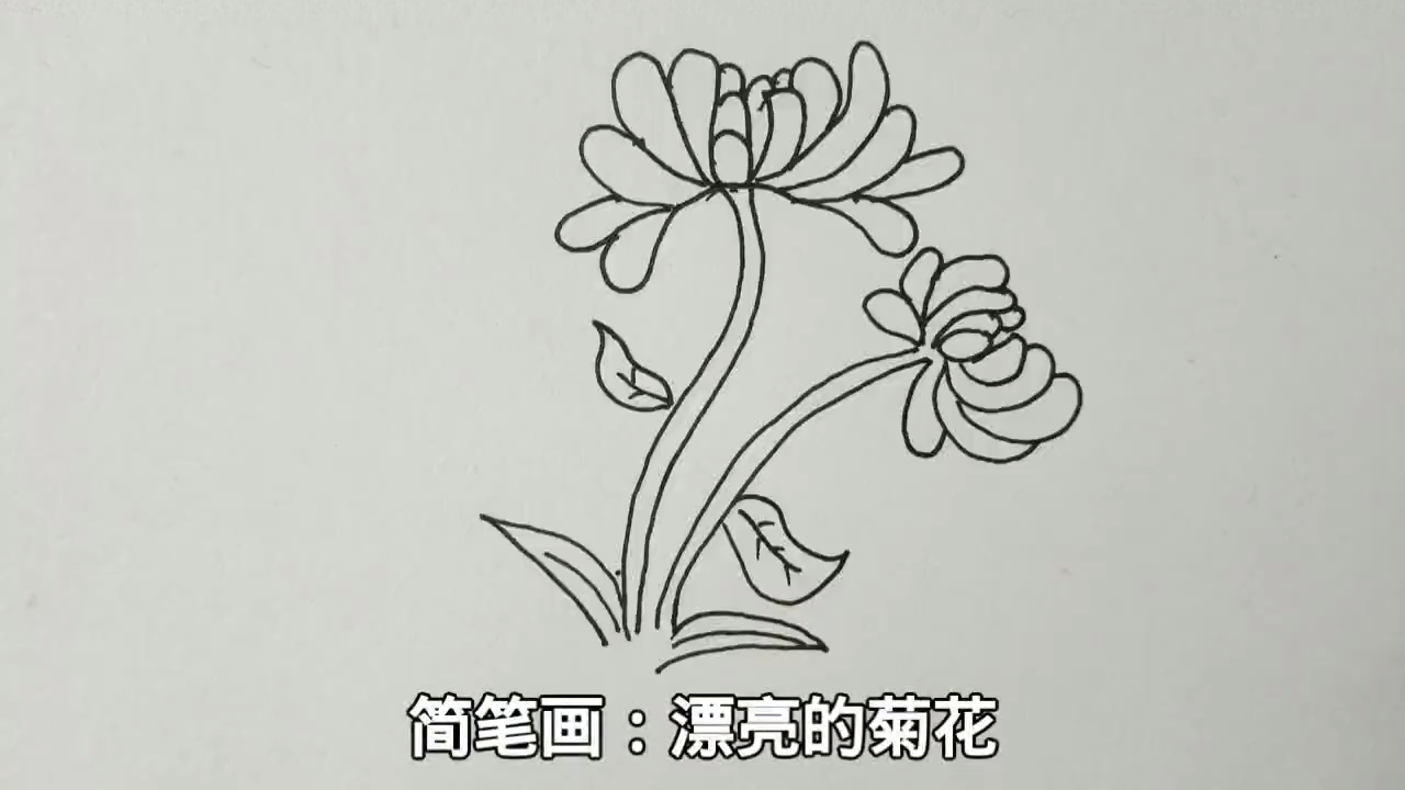 简笔画:漂亮的菊花