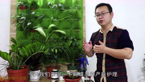 蝴蝶兰花后处理很重要 及时补充能量 为了下次开花准备