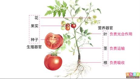 植物的器官 爱言情