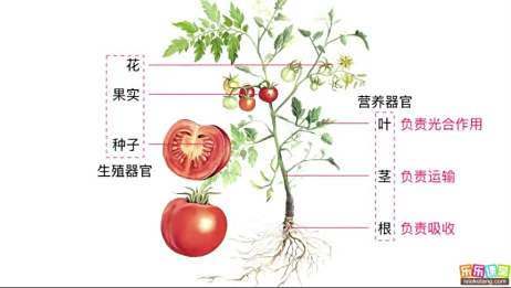 植物的器官 爱言情 植物的器官 爱言情
