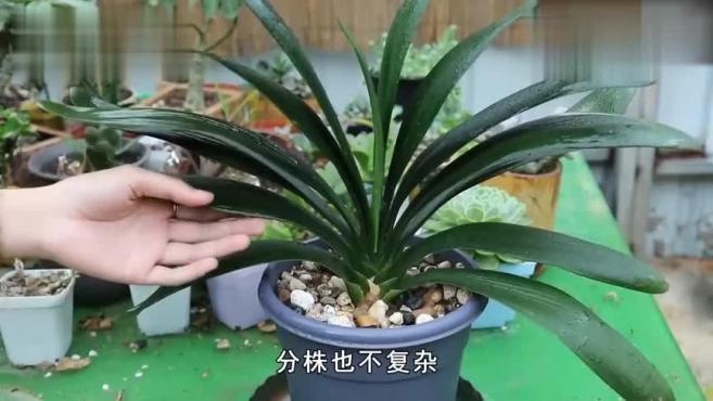 君子兰该怎么养护