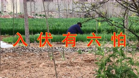 农村老话“入伏有六怕”,六怕指的是什么?你最怕哪一个?