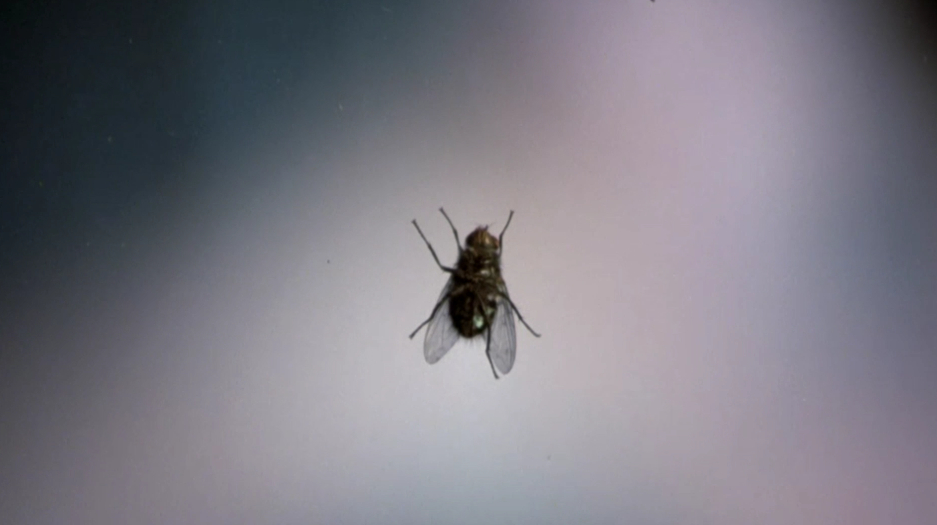 变蝇人:小伙拿自己做实验,结果出现一只苍蝇,小伙丝毫不知