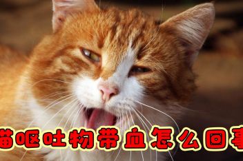 猫吐带血丝的粘液是怎么了 百度视频搜索