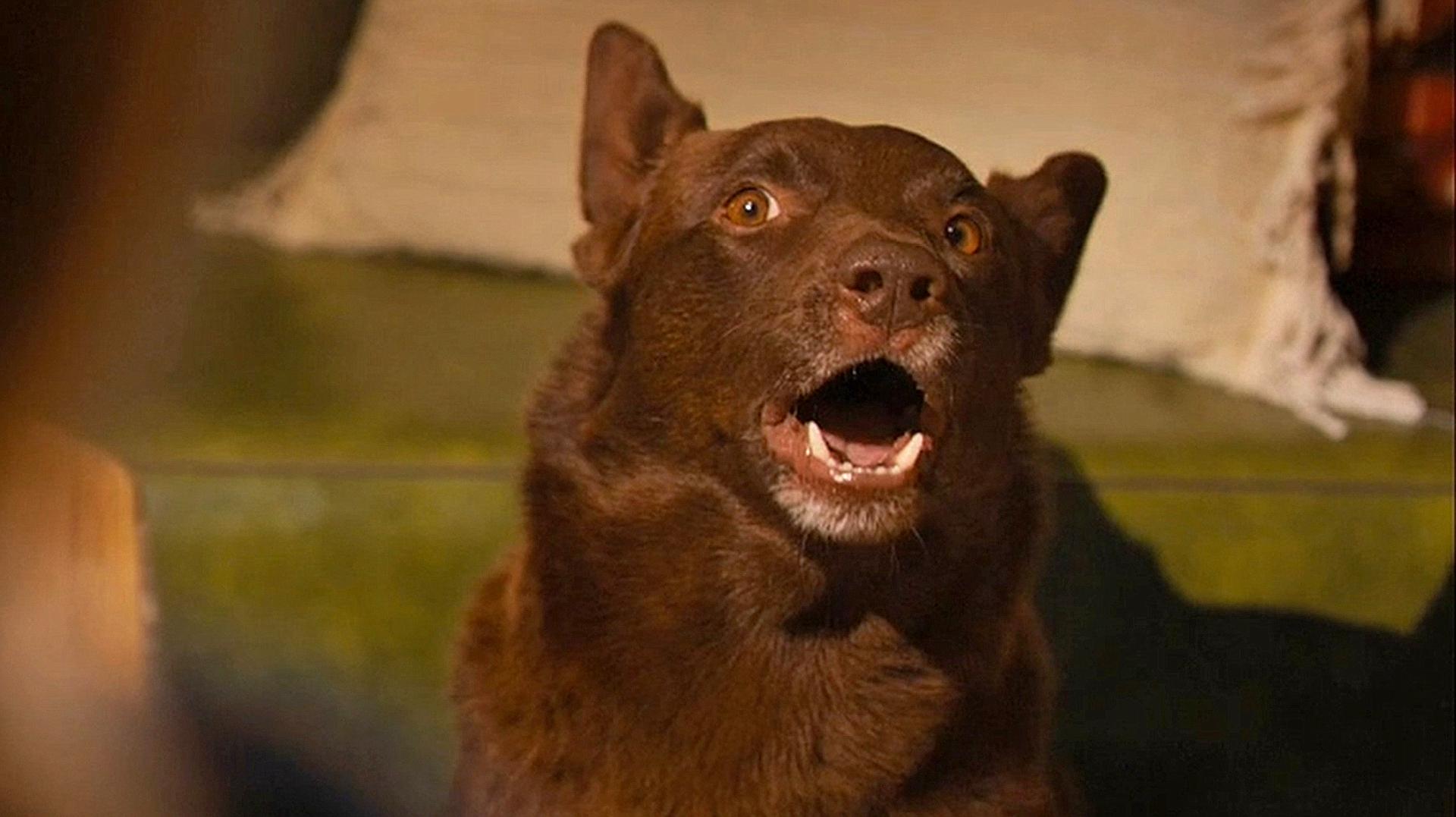 真实故事改编,澳洲最有名的狗,是一只游侠