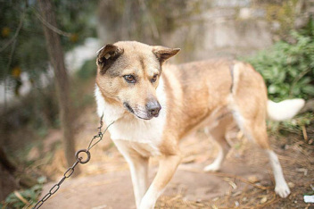 中华田园犬大战美国比特犬!全程将其压制_百度视频搜索