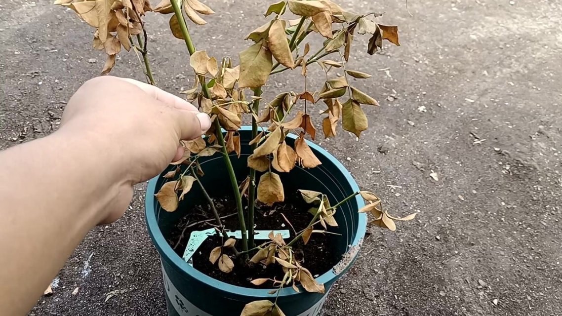 夏天要注意月季"慢性死亡",这个养护细节一定要注意