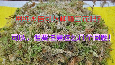 水苔怎么养 相关视频 如何种植活水苔 爱言情