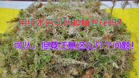 给水苔种植的兰花浇水施肥 爱言情