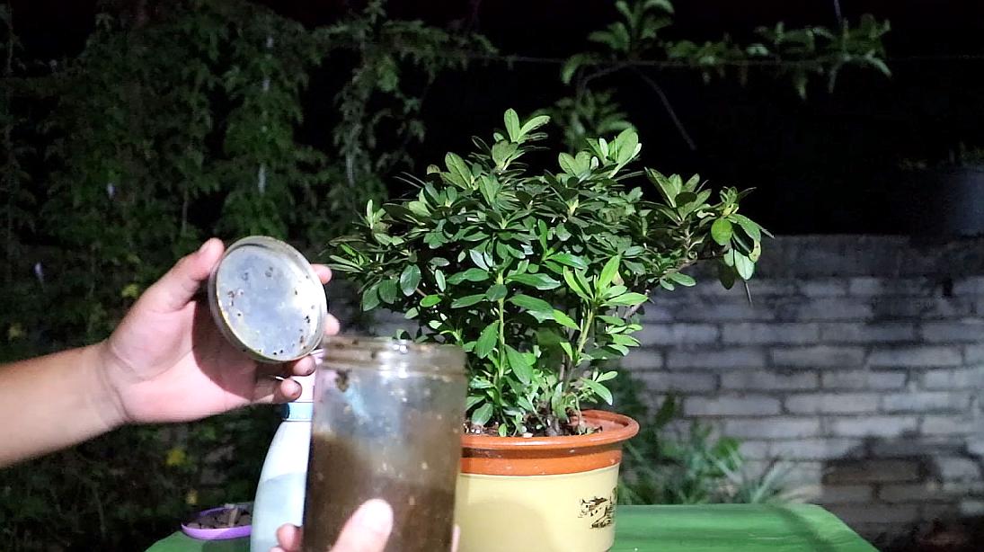 3杜鹃花的自制水肥——青草淘米水,用切碎的青草,放到淘米水里面沤制