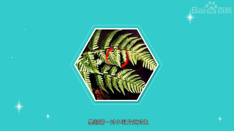 带你认识不同种类的叶蕨