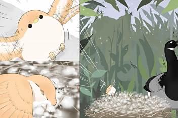 麻雀与黑雁漫画阿闷 百度视频搜索