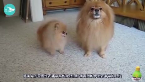 俊介犬鞍山有卖的吗 多少钱 相关视频 哪里出售俊介犬哪里卖俊介犬俊介犬多少钱一只 爱言情