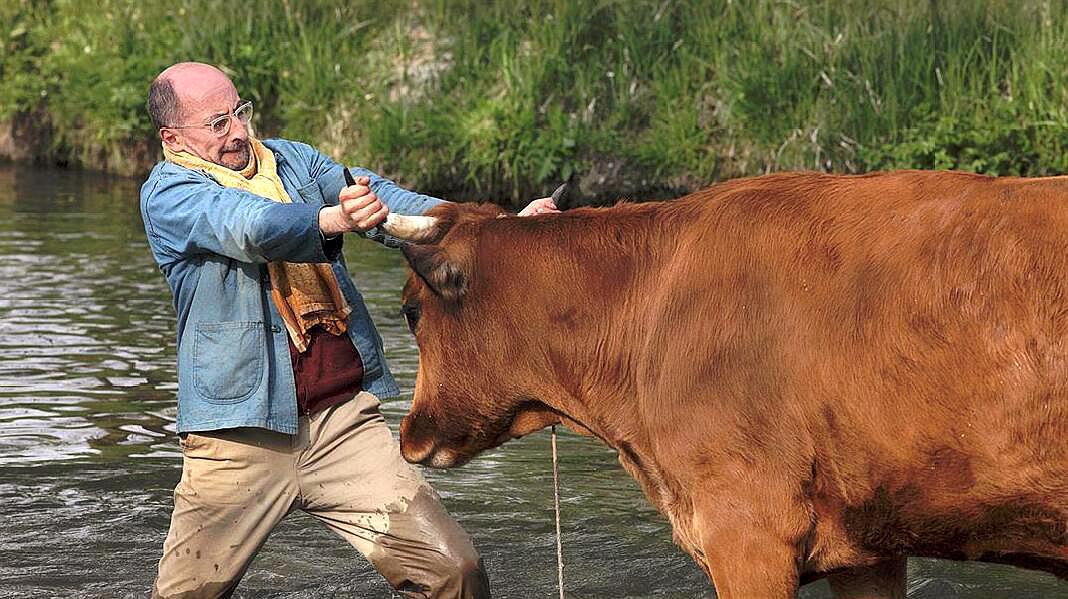 大叔带着母牛去巴黎参展,为了节省路费,他决定横穿法国!