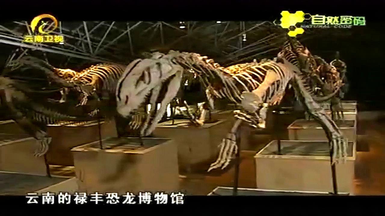 禄丰恐龙博物馆,在这里,你会感觉像在一群活恐龙中走过!