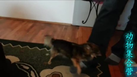 世界上最小的两种狗 吉娃娃和马尔济斯犬 可爱又难养 爱言情 世界上最小的两种狗 吉娃娃和马尔济斯犬 可爱又难养 爱言情