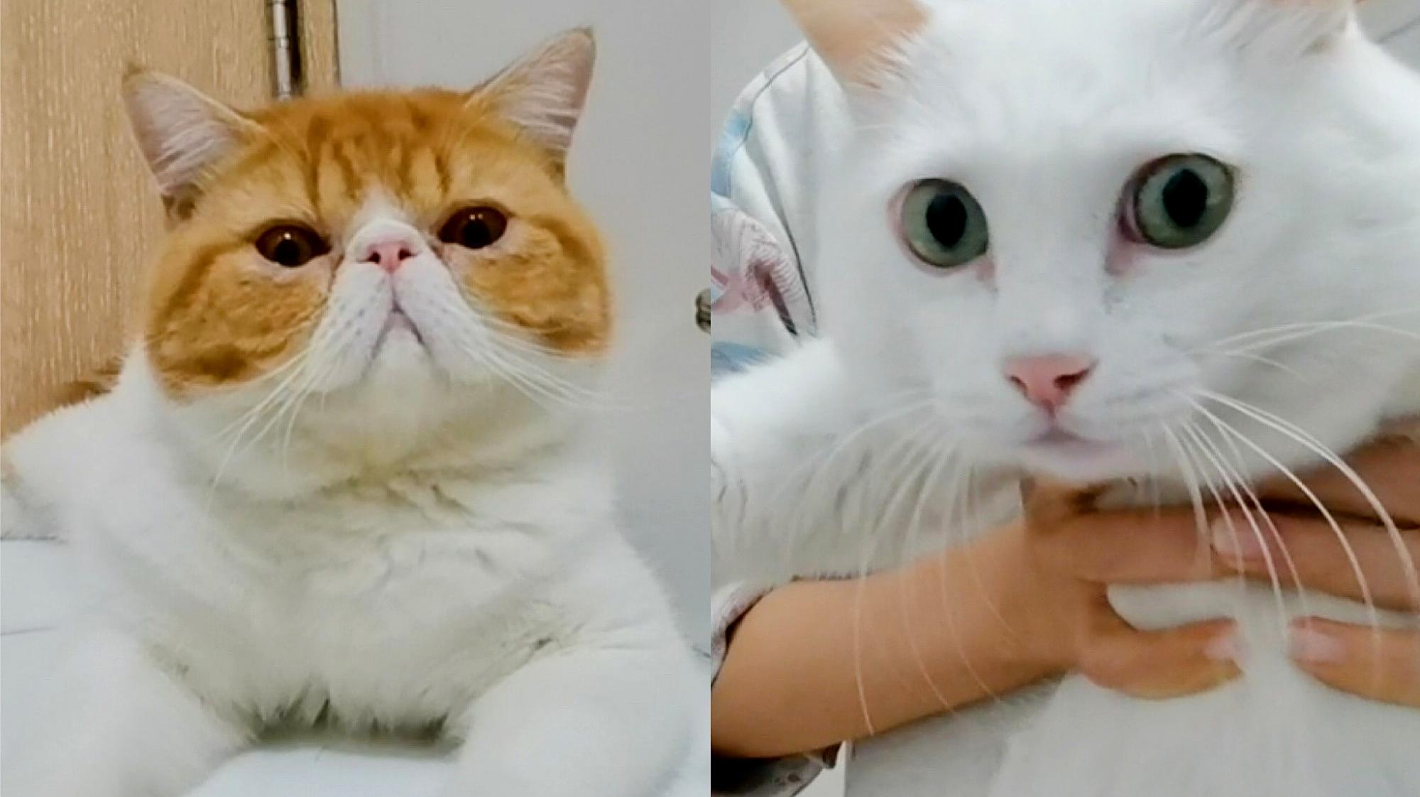 壁纸 动物 猫 猫咪 小猫 桌面 2000_1122