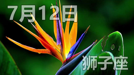 7月12日 给狮子座的每一日爱情运占卜 爱言情