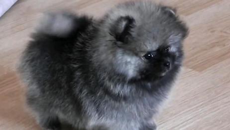 黑色博美犬狗狗 肥嘟嘟的走起路来一耸一耸的超可爱 太稀罕了 爱言情 黑色博美犬狗狗 肥嘟嘟的走起路来一耸一耸的超可爱 太稀罕了 爱言情