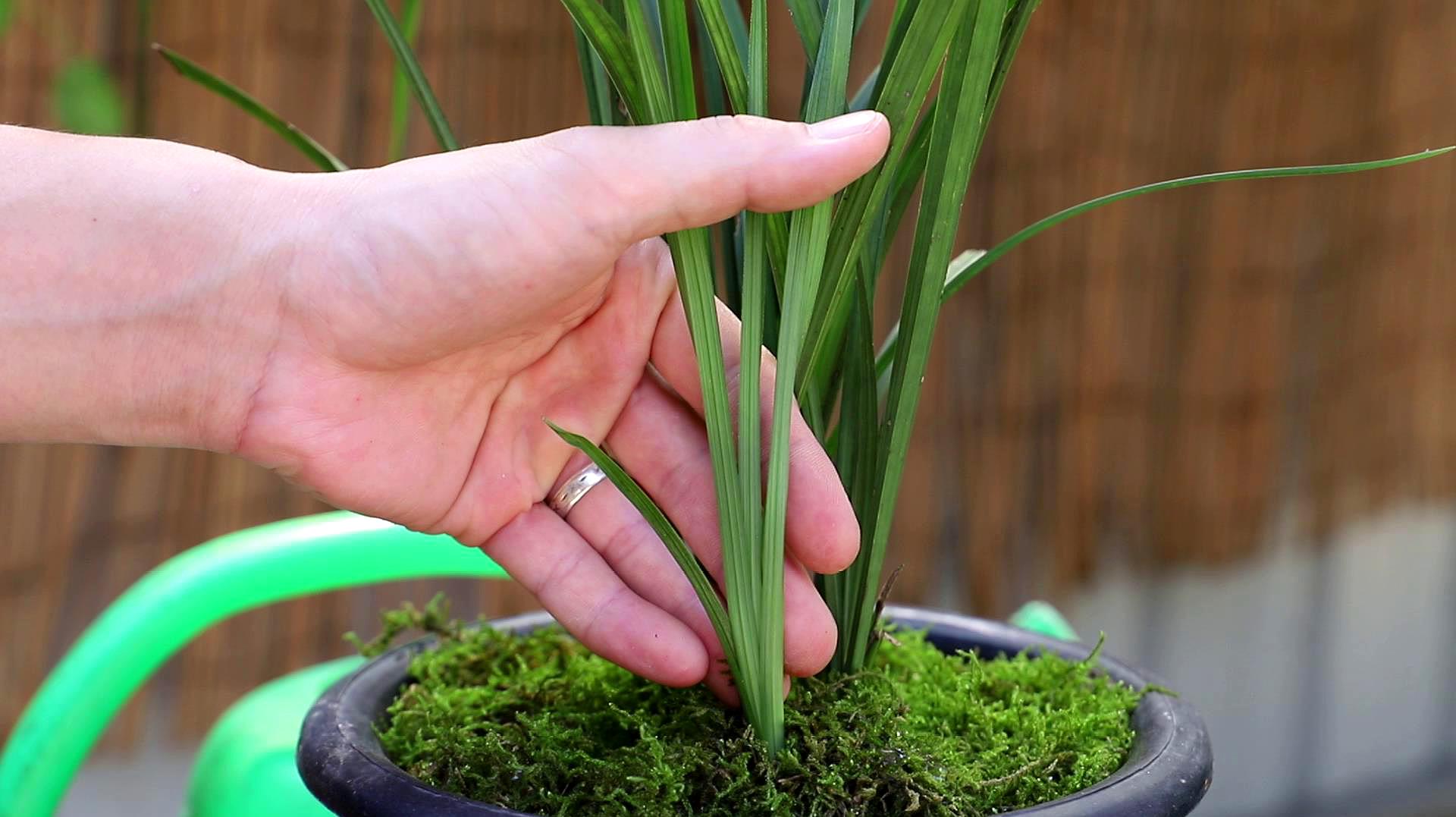 兰花的养殖方法和注意事项