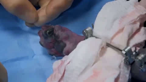 动物大观-纪录片视频大全