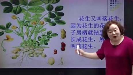 花生为何也叫 落花生 爱言情 爱生活爱言情