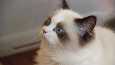 布偶猫 妮妮食物大揭秘 布偶猫到底都在吃些啥东西 爱言情