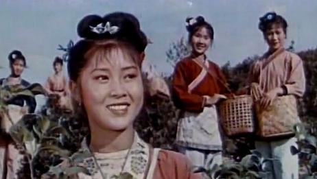 刘三姐唱起采茶歌,采茶采到茶花开,满山皆岭一片白