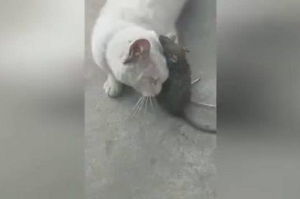 为什么咬猫耳朵会惨叫 百度 为什么咬猫耳朵会惨叫 百度