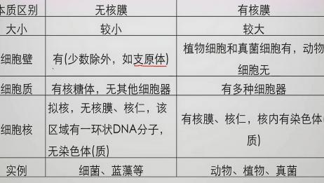邵洋洋 首例人造单染色体真核细胞 写下世界合成生物学新篇章 相关视频 什么是真核生物 爱言情 爱生活爱言情