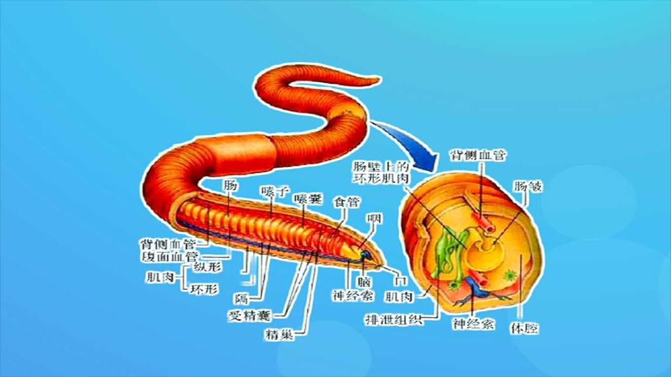 带你认识不同种类的蚯蚓